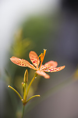 Image showing Orchid in bloom