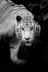 Image showing White Tiger