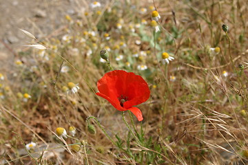 Image showing A single poppy