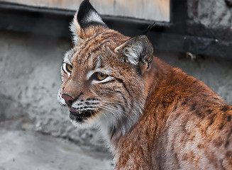 Image showing Lynx