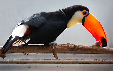 Image showing Toucan