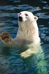 Image showing Polar bear