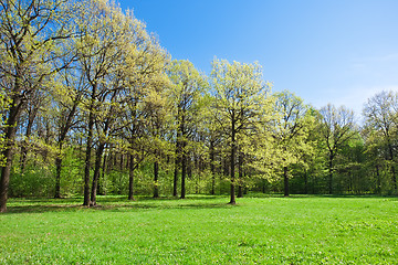 Image showing Summer landscape