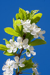 Image showing Apple flowers