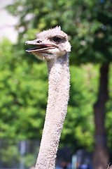 Image showing Ostrich