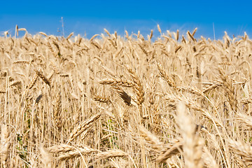 Image showing Wheat field