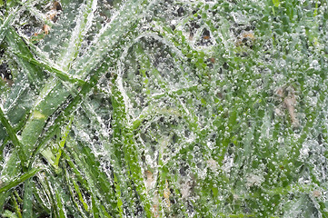 Image showing Green grass covered with ice.