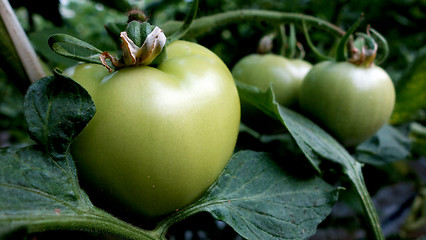 Image showing Green tomato in a greenhouse