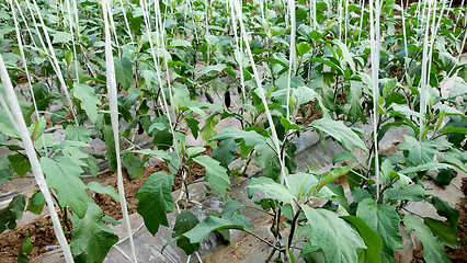 Image showing Eggplant in a greenhouse