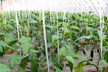 Image showing Eggplant in a greenhouse