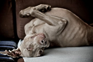 Image showing Dog chilling out