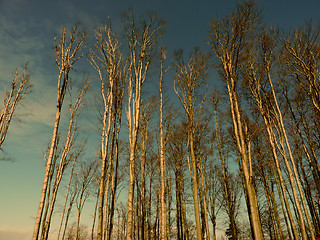 Image showing Leafless trees