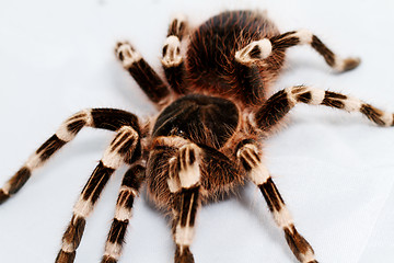 Image showing beautiful spider