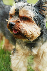 Image showing Yorkshire terrier