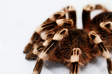 Image showing beautiful spider