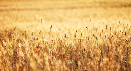 Image showing Fields of wheat