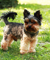 Image showing Yorkshire terrier