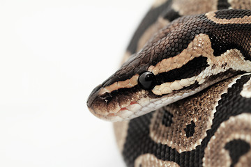 Image showing Ball Python close up