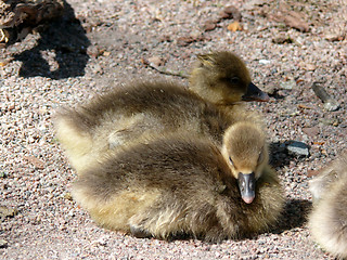 Image showing Goose Family