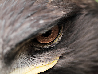 Image showing Steppe Eagle