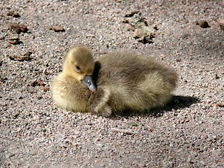 Image showing Gosling Relaxing