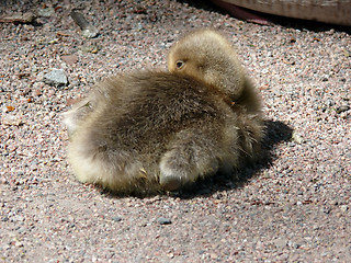 Image showing Gosling Relaxing