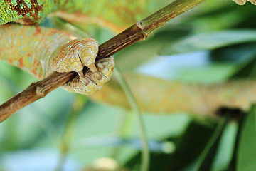 Image showing Chamaeleo calyptratus