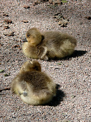 Image showing Goose Family