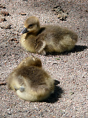 Image showing Goose Family