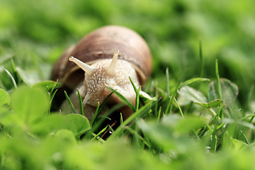 Image showing Helix pomatia