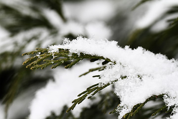 Image showing Snow on fir branches, macro