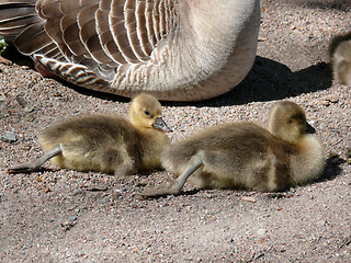 Image showing Goslings Stretching Legs