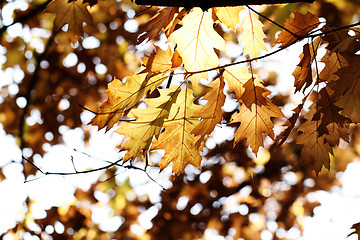 Image showing Colorful autumn leaves