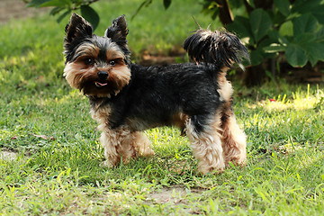 Image showing Yorkshire terrier