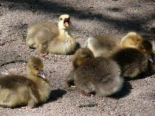 Image showing Gosling Singer