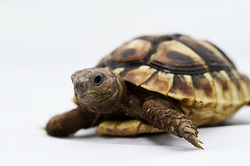 Image showing Young turtle on a white background