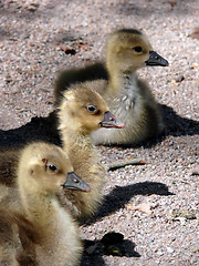 Image showing Goose Family