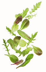 Image showing Green lettuce salad leafs