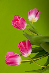 Image showing Pink tulips