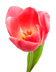 Image showing Beautiful pink tulip isolated