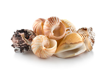 Image showing Sea shells