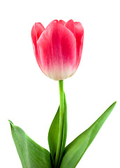 Image showing Beautiful pink tulip isolated on white