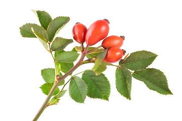 Image showing Rose hip