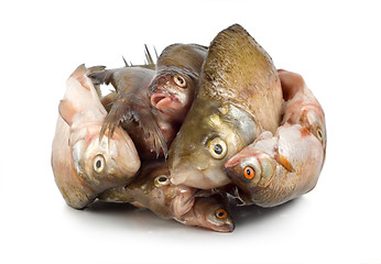 Image showing Frozen fish isolated