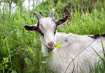 Image showing Goat