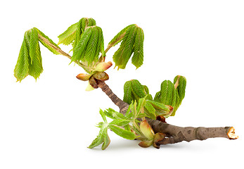 Image showing Branch of chestnut