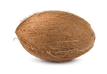 Image showing Coconut
