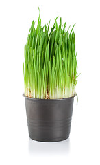 Image showing Green grass in a pot