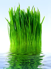 Image showing Green grass in the blue water