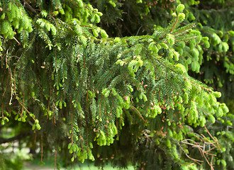 Image showing Fir tree twig